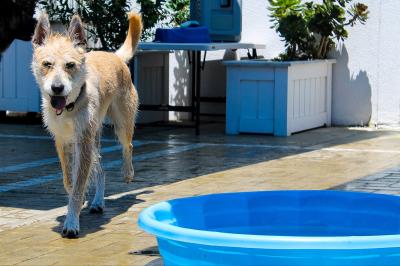 Dog walking next to a blue kiddie pool