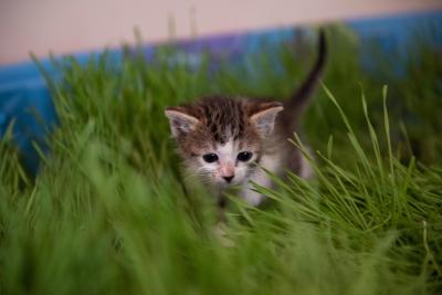 Arabelle the kitten walking in cat grass