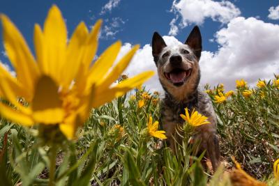 Beowoof the dog in a field of yellow flowers with white clouds and blue sky behind him