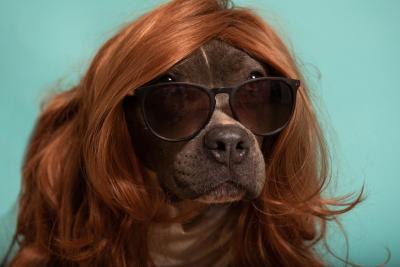 Dog wearing a wig and sunglasses