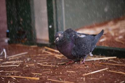 A pigeon getting misted with a shower