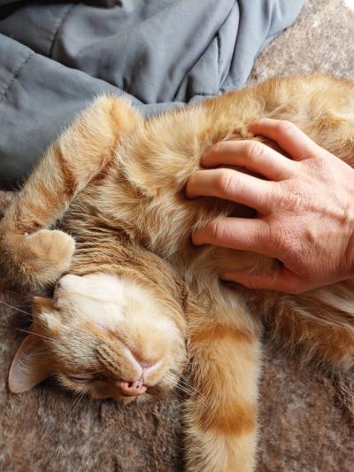 Person's hand petting the belly of Louis the orange tabby cat