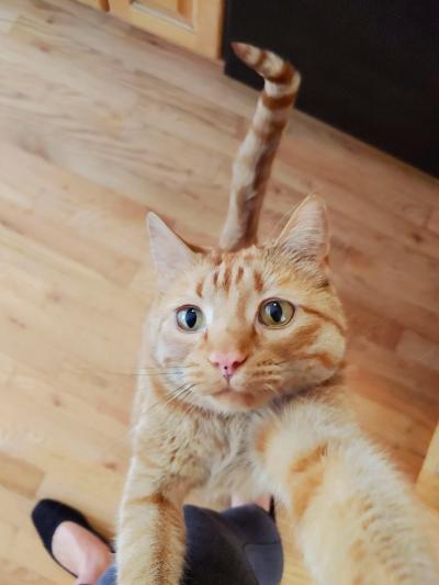 Louis the cat reaching up with his front paws, standing on his back paws, toward a person