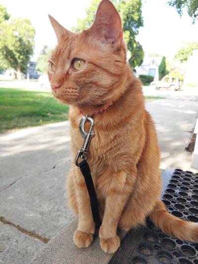 Louis the orange tabby cat outside on a leash