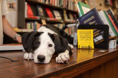 Sylvia the puppy lying on the counter at Central Book Exchange