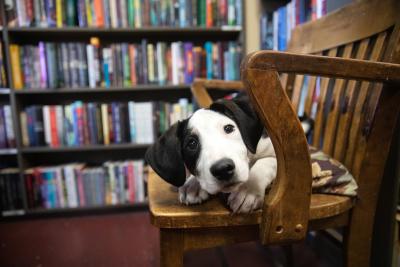 Sylvia the puppy on a wooden chair in front of a bookshelf