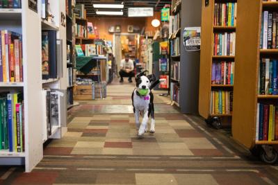 Sylvia the puppy running with a toy in her mouth in an aisle between bookshelves