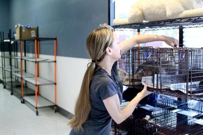 Kelly grabbing a live trap containing a cat for TNVR