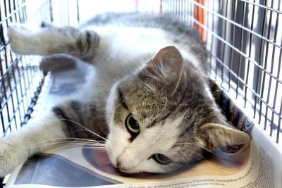Mama Cat lying on newspaper in a live trap