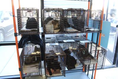 Eight live traps containing cats for TNVR stacked together