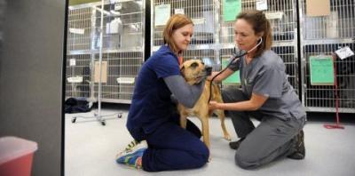Vet in gray scrubs and tech in blue scrubs kneeling on floor with dog
