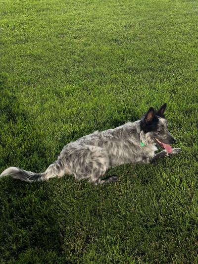 Taz the dog lying in some green grass