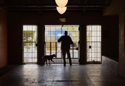 Silhouette of person walking a dog