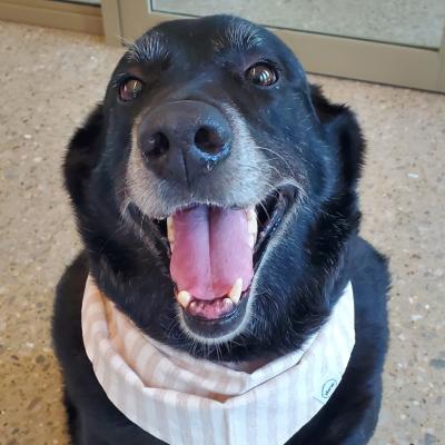 Thelma the dog smiling and wearing a bandanna