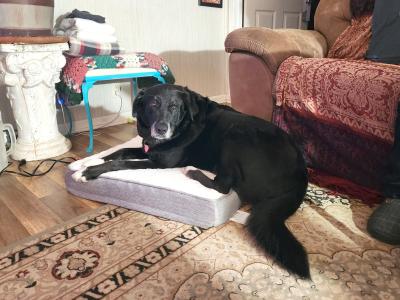 Thelma the dog lying on a small dog bed beside a couch at her home