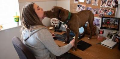 Brown dog standing on desk licking woman in gray sweathshirt's face