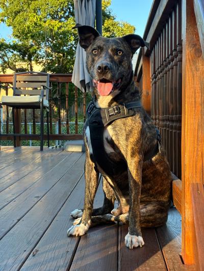 Tiger the dog wearing a harness sitting outside on a deck