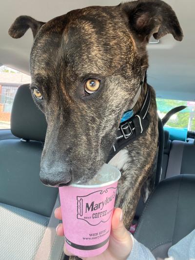 Tiger the dog in a vehicle licking from a cup held by a person