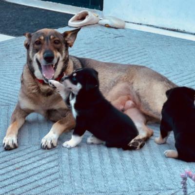 Tina Turner the dog lying down with a couple of her puppies