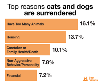 Top reasons cats and dogs are surrendered