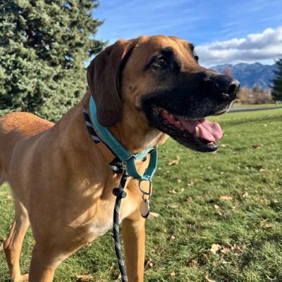Topino the dog outside on a leash standing in some grass