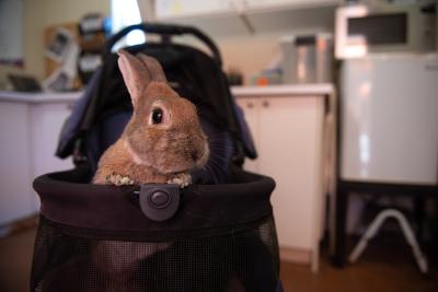 Hope the rabbit in a stroller