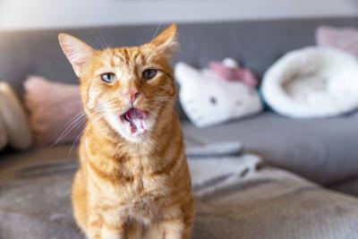 Orange tabby cat licking his lips on a couch