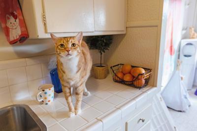 Orange tabby cat standing on a countertop