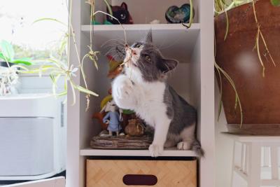 Gray and white cat on a bookshelf chewing a spider plant