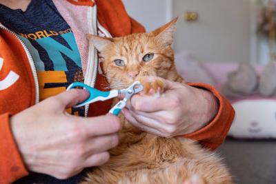 Person trimming an orange tabby cat's front claws