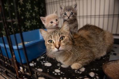 Future the mama with her kittens in a wire kennel