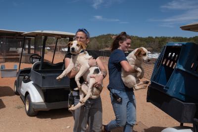 Two people carrying two large puppies after being pulled out of a transport van