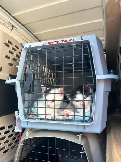 Pair of kittens in a crate surrounded by multiple other crates for a transport following Hurricane Ian