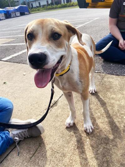 Happy looking dog on a leash between two people in a parking lot as part of a Hurricane Ian transport