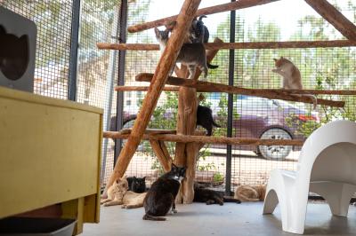 Trent with other cats outside in a catio