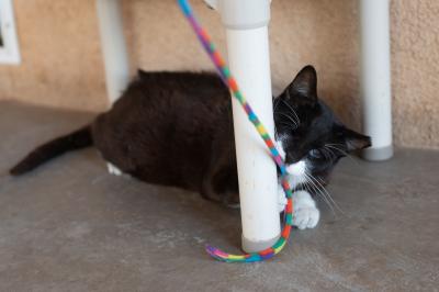Trent the cat playing with a wand toy