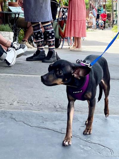 Tres the dog out for a walk on a leash, looking a little nervous