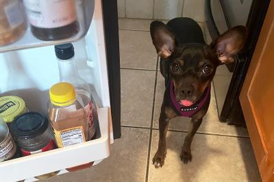 Tres the dog next to an open refrigerator, with her tongue sticking out of her mouth