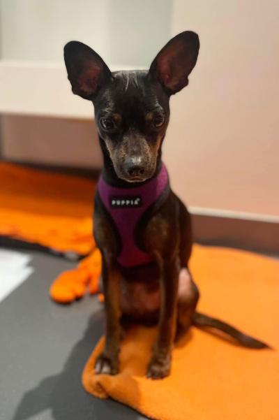 Tres the Chihuahua on an orange blanket