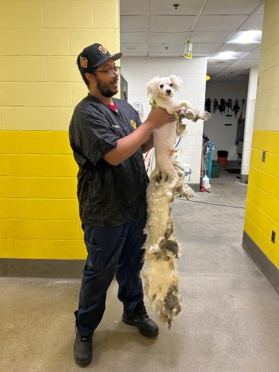 Trevor the groomer holding a small white dog and the huge mat of hair he shaved off
