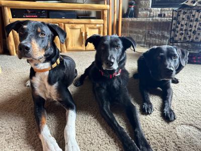 Troy the dog in Kim Glenn's foster home with two other dogs