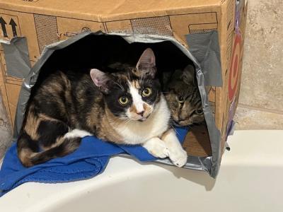 Truvy and Adair the cats snuggling together in a box