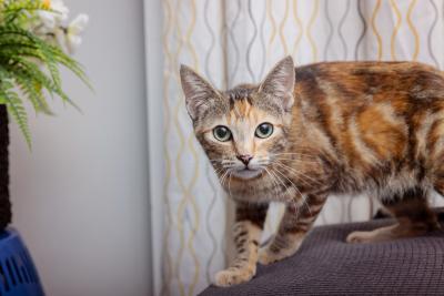 Calico cat on the back of a chair in front of some curtains