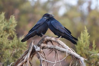 Pair of ravens together on a branch