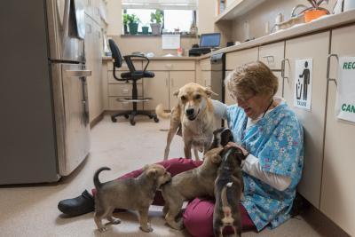 Volunteer Betty Grieb sitting on the floor with a mama dog and a litter of puppies