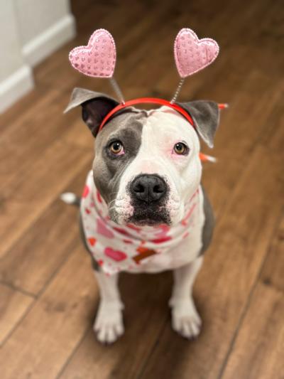 Pearl the dog wearing a heart headband and bandanna