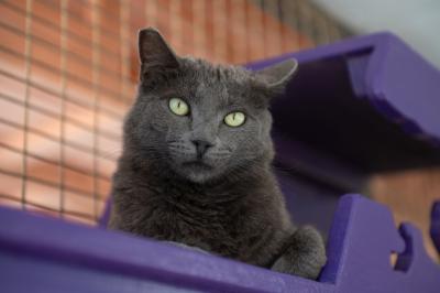 Vesuvius the cat up on a purple shelf