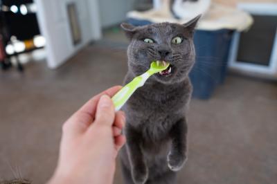 Vesuvius the cat eating baby food from a small spoon