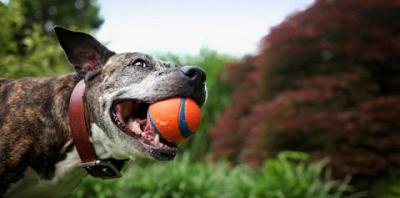 Tips and Tricks for Shooting Video of Adoptable Animals