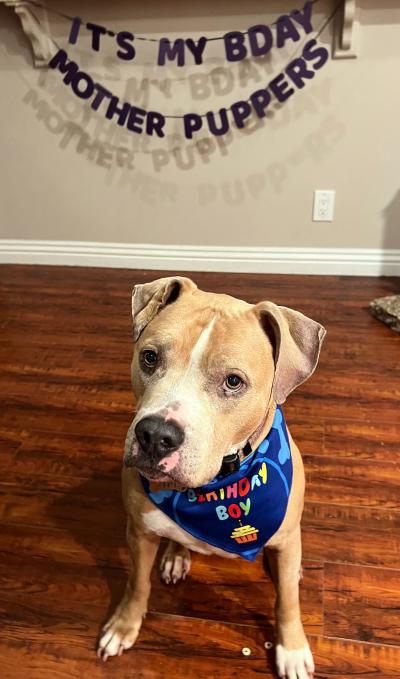 Aragon the dog wearing a birthday boy bandana with a sign on the wall behind him saying, "It's my B'day mother puppers"